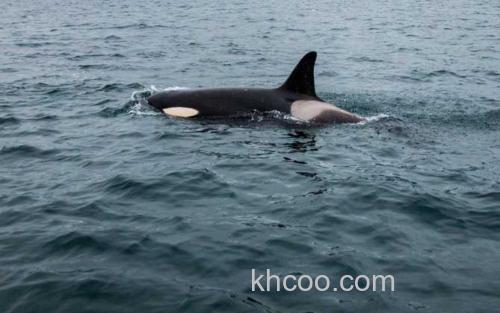 虎鲸_2