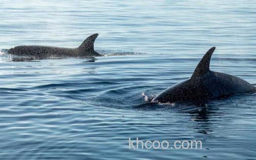 虎鲸_3