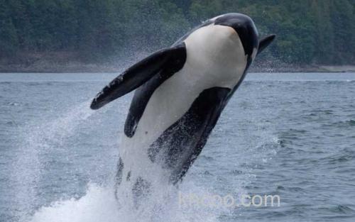 虎鲸_1