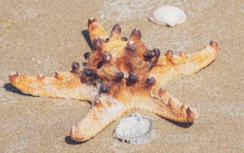 海星_4
