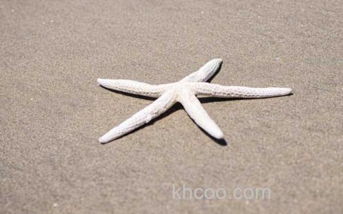 海星_0