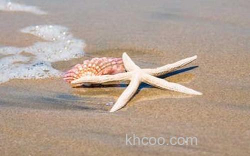 海星_2