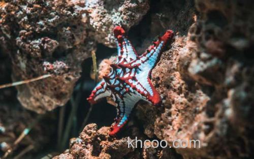 海星_0