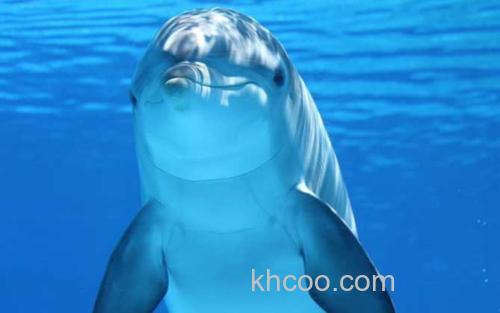 海豚_2