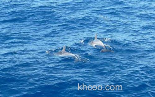 海豚_0