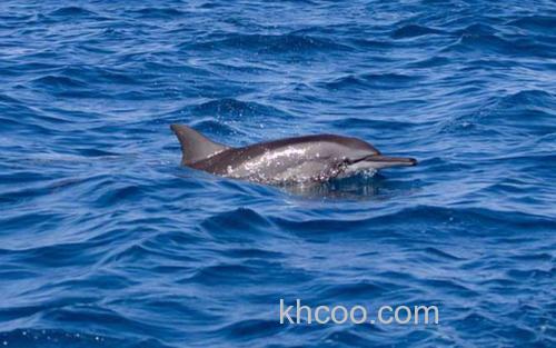 长吻原海豚_0