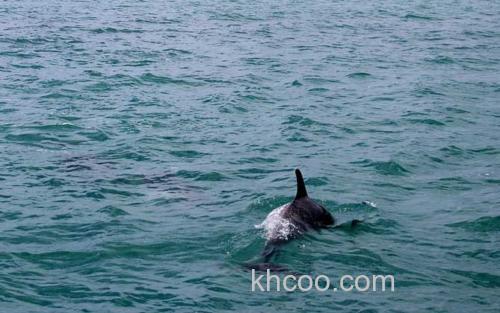 海豚_0