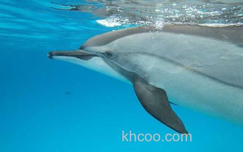 海豚_4
