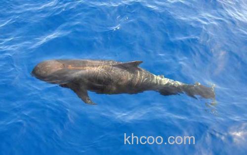 海豚_2