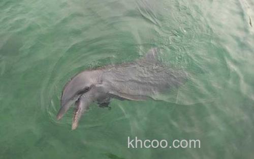 长吻原海豚_3