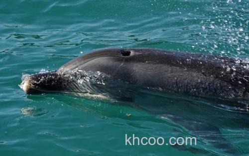 长吻原海豚_2