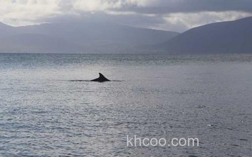 露脊海豚亚科_2