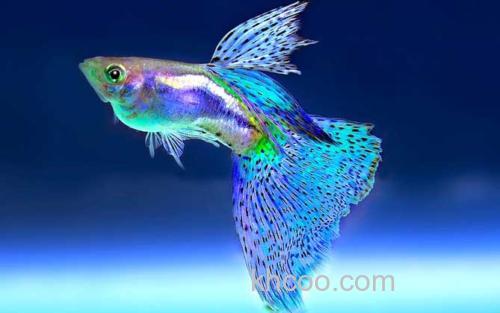 热带淡水观赏鱼_1