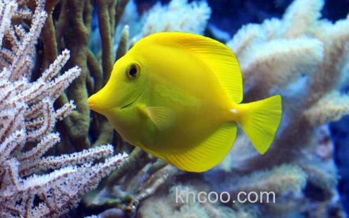 热带海水观赏鱼_2