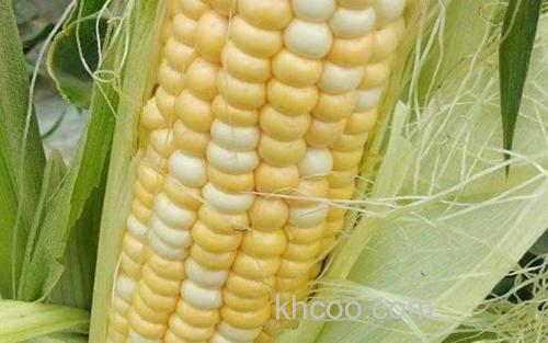 玉米_0