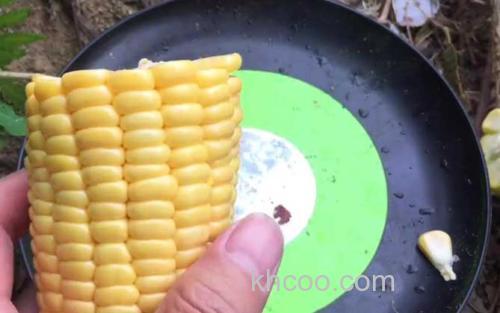 玉米_3