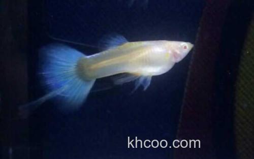凤尾鱼_1