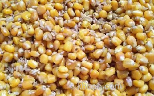 玉米_1