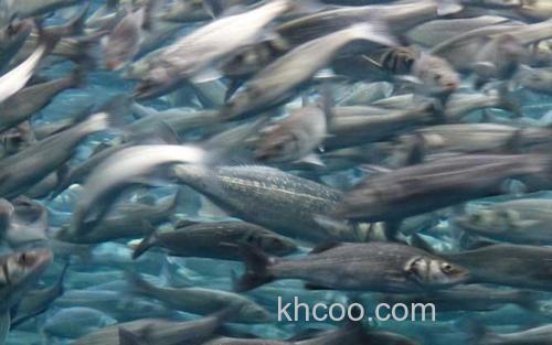鲱鱼_3
