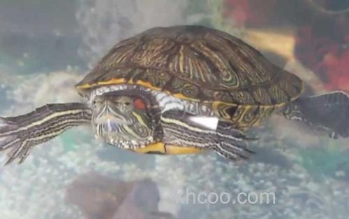 巴西龟_0