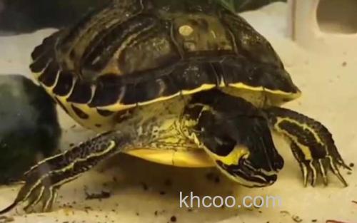 黄耳龟_2