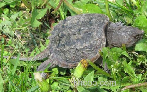 巴西鳄龟_3