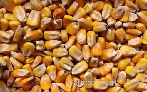 玉米_2