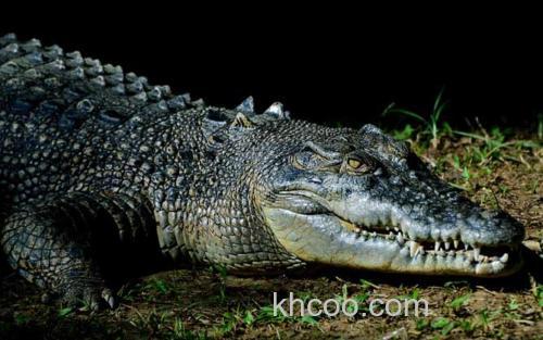 鳄鱼_1