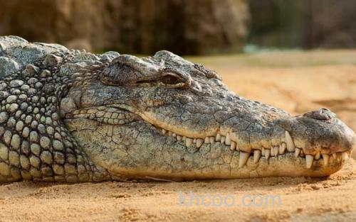 鳄鱼_2