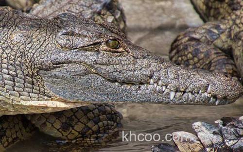 鳄鱼_3