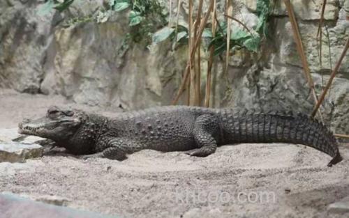 鳄鱼_1