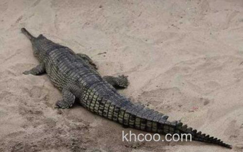 鳄鱼_0