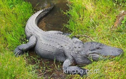 鳄鱼_1