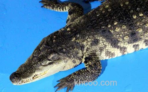 鳄鱼_1