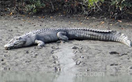 鳄鱼_1