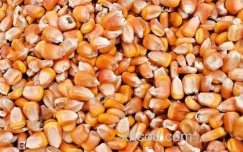 干玉米_3