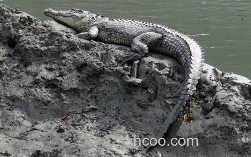 鳄鱼_3