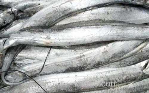 带鱼_0