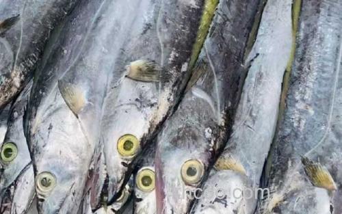 带鱼_1