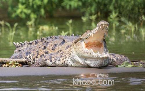 暹罗鳄_0