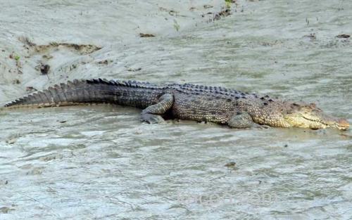咸水鳄_3