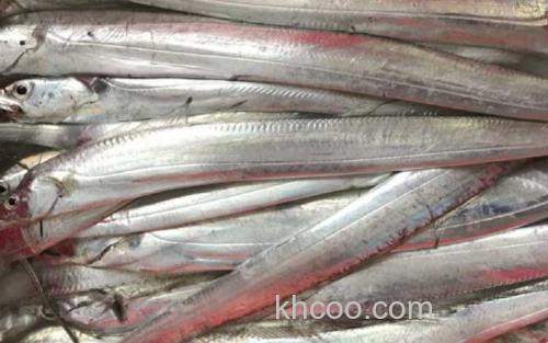 带鱼_0