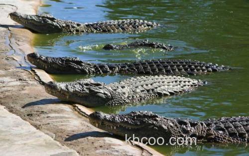 暹罗鳄_3