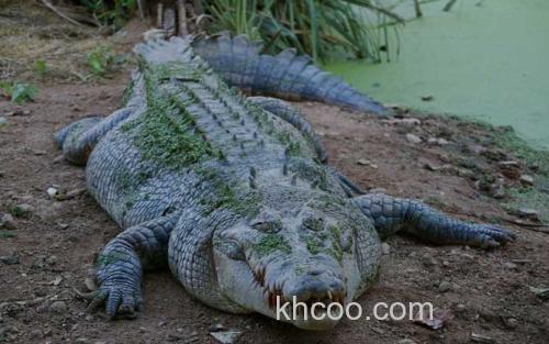 暹罗鳄_1