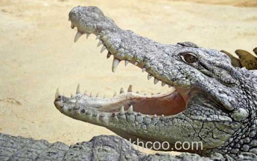 暹罗鳄_2