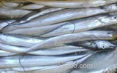 带鱼_4