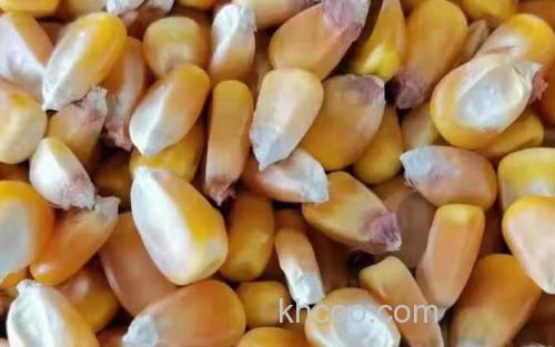 玉米_0