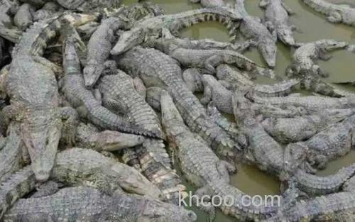 尼罗鳄_3