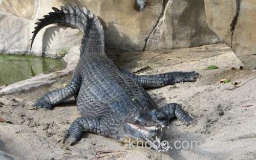 恒河鳄_6