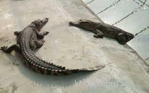 鳄鱼_1